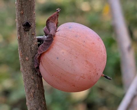 Am persimmon Improved Geneva